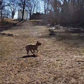 Sir William's Dog Run at Fort Tryon Park photo 2